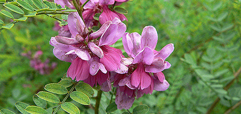Indigo Plant Used In Beard Dye - Bohemian Kings