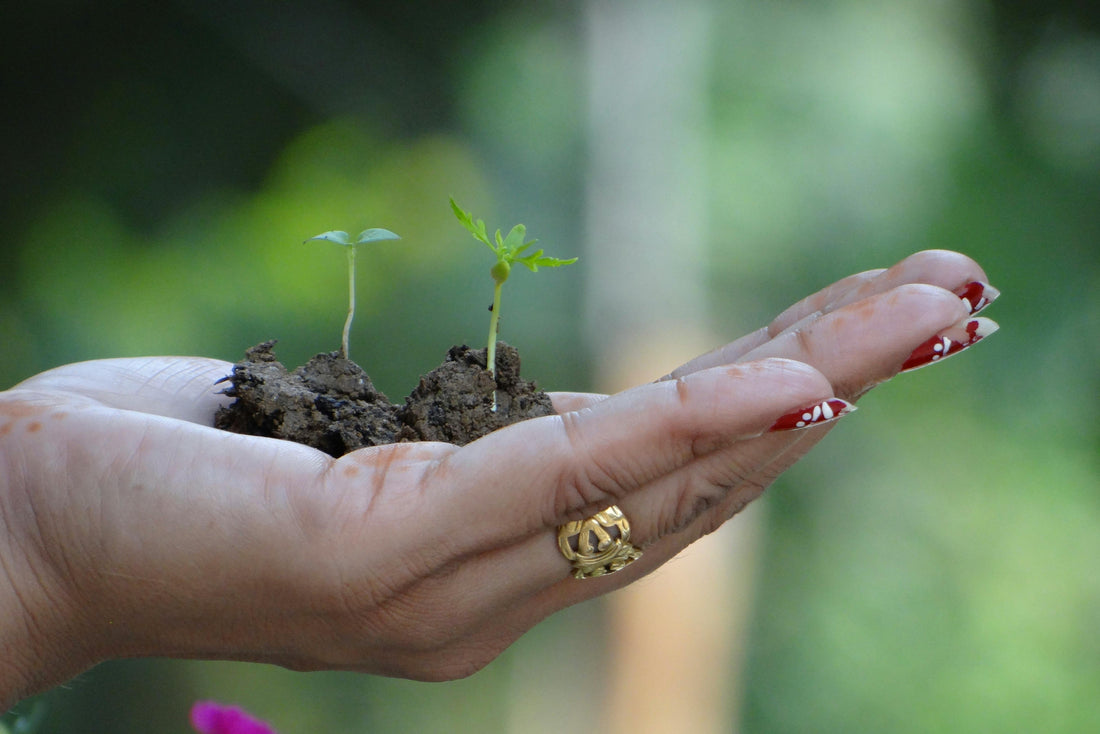 Indigo & Henna Plants